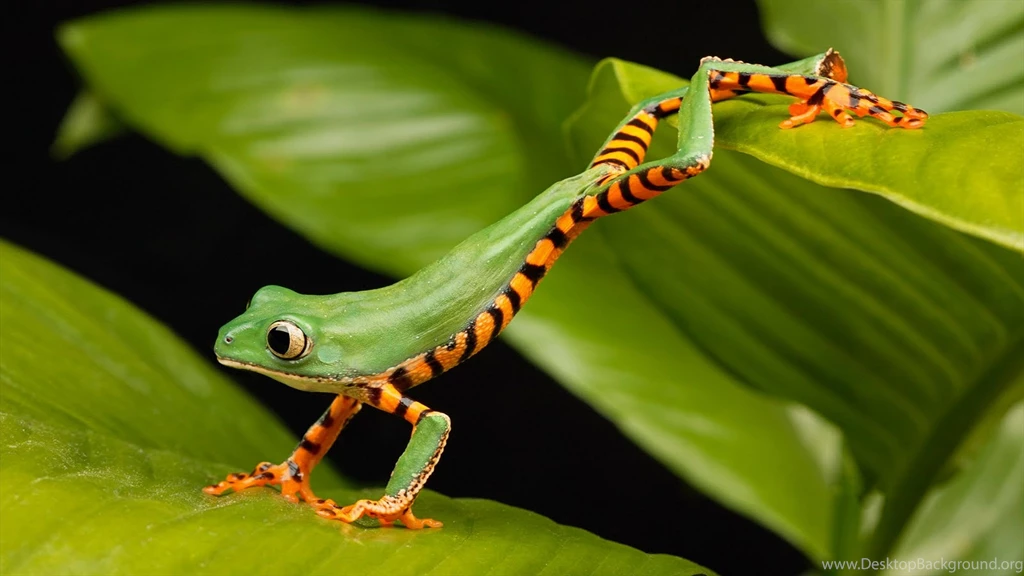 254 Frog HD Wallpapers