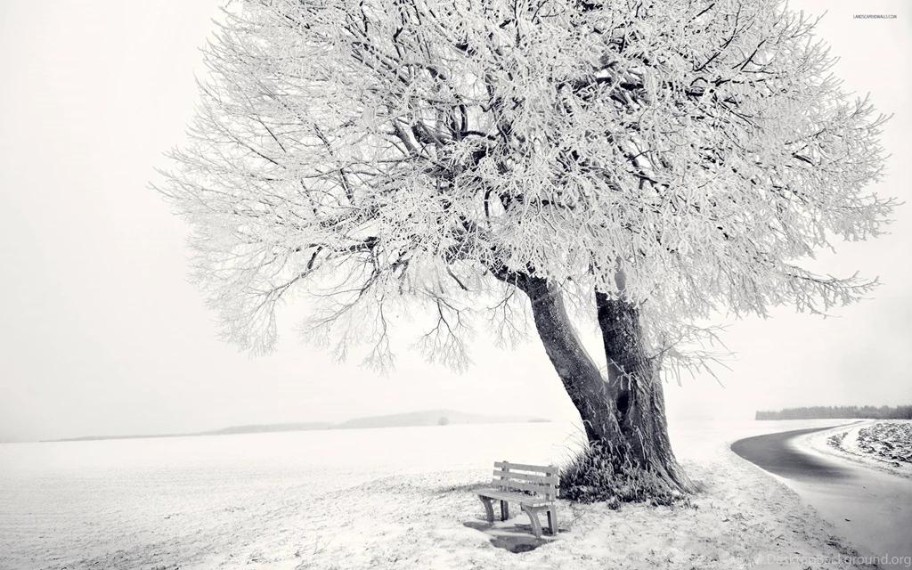 Snowy Trees Wallpapers Wallpapers Cave