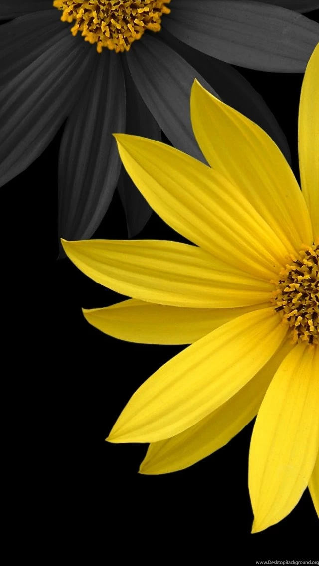 Simple Flower iPhone 5s Wallpapers Download