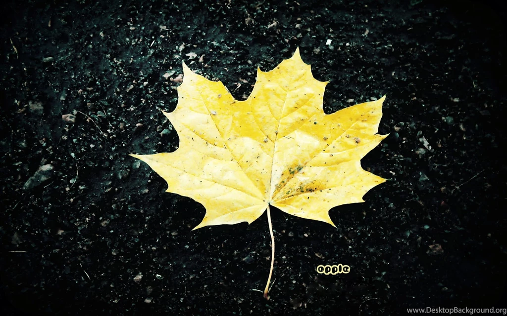 Screensaver, Microsoft, Desktop, Wallpapers (
