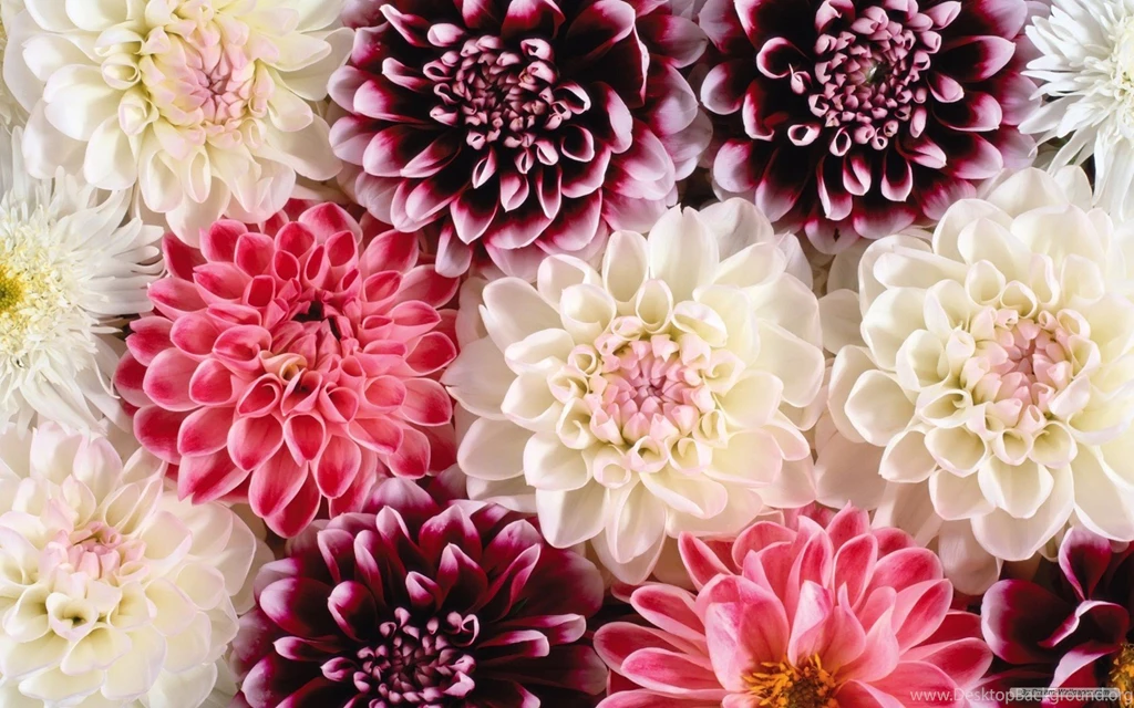 All Beautiful Flowers Wallpapers Wallpapers High Definition