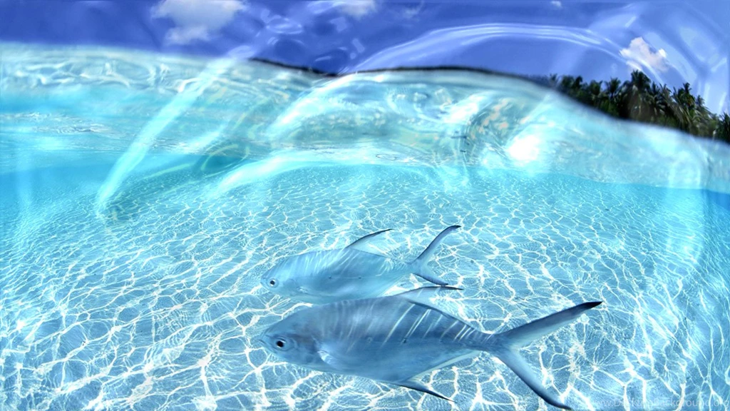 Living Wallpapers Wallpapers HD Base