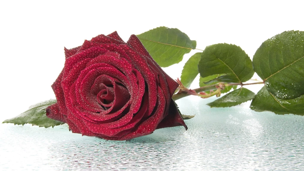 Freshest Red Roses Wallpaper, Rose Flower Images, Rose Pictures ...