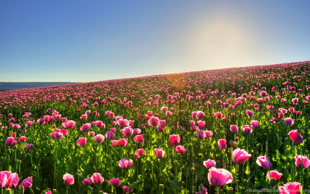 Flower Garden Background Images DG7