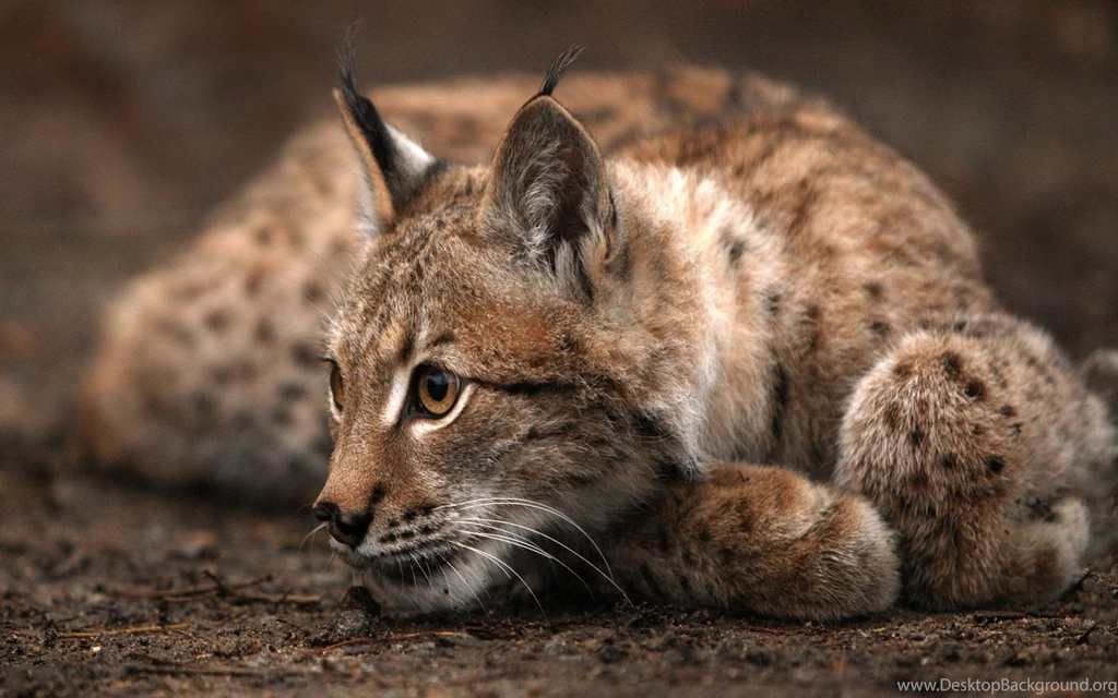 Bobcat Resting Somewhere In The Woods Wallpapers Photo. Desktop Background