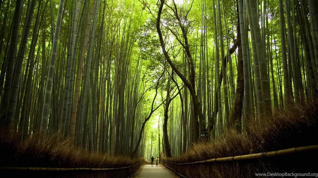 Sagano Bamboo Forest Forest In Kyoto Thousand Wonders