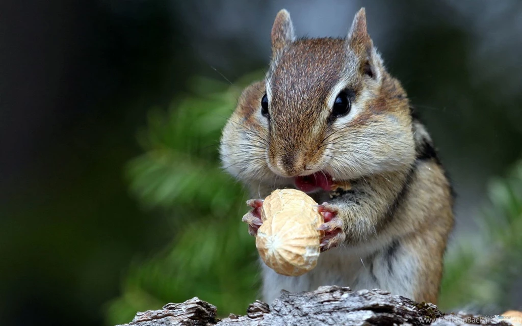 Cute Rodents Squirrels Photography Wallpapers 5 - Animal ...