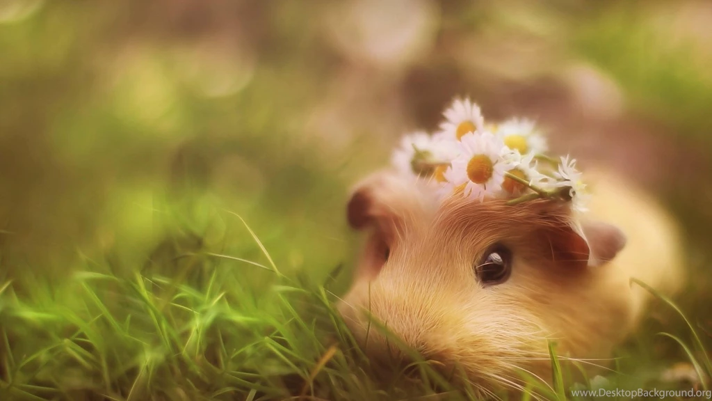 Squirrel HD Wallpaper 7.jpg