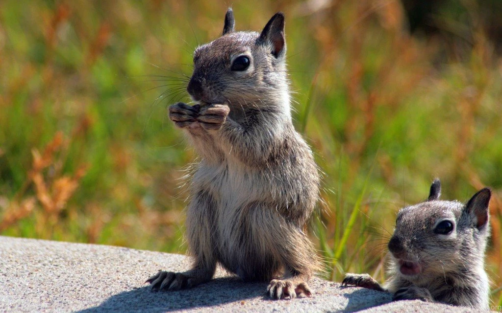 Amazingly Cute Squirrel Wallpapers