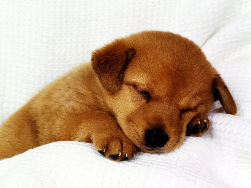 Cute Puppy Wallpapers Free Wallpapers Zone