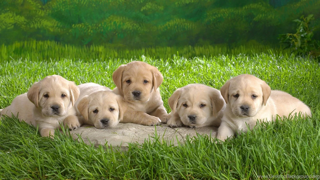 Desktop Hd Cute Puppy Wallpapers Free Download 3d Hd Pictures