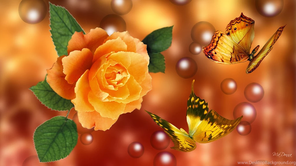 Noble Rose Wallpapers, Rose Flower Images, Rose Pictures And ...