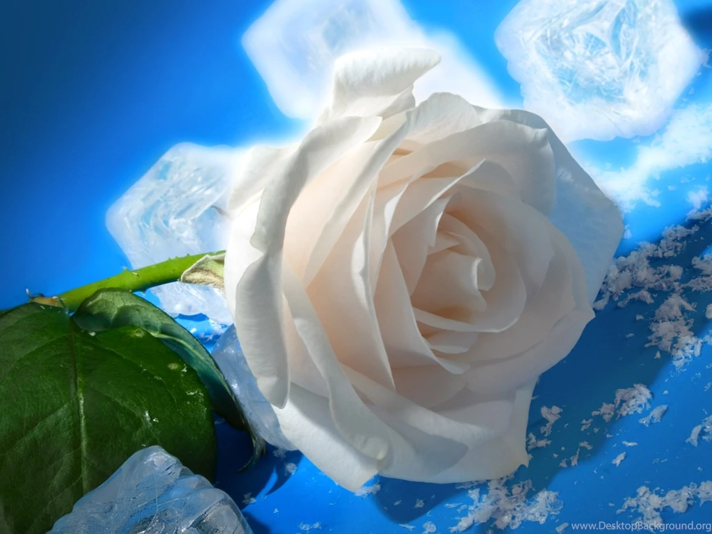 White Rose Wallpapers