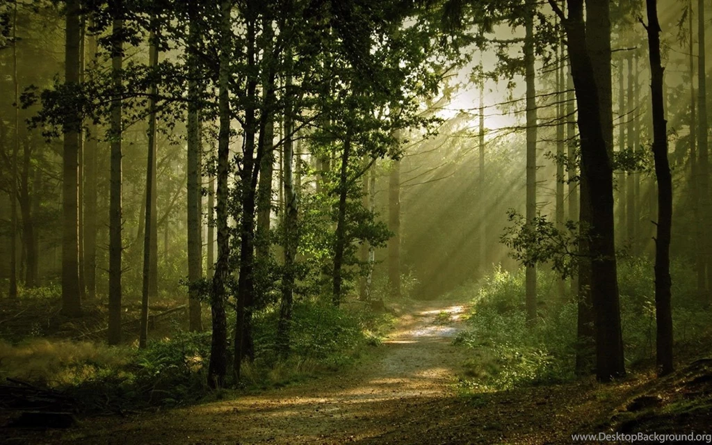 Through The Woods Of The Beautiful Sunshine HD Wallpapers 4 ...