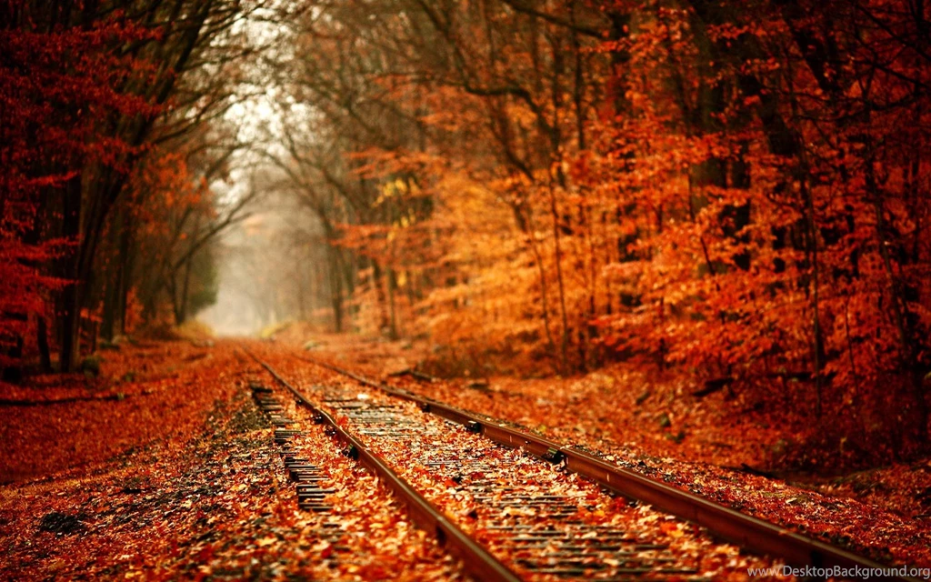 Fall Leaves Wallpapers Collection (32+)