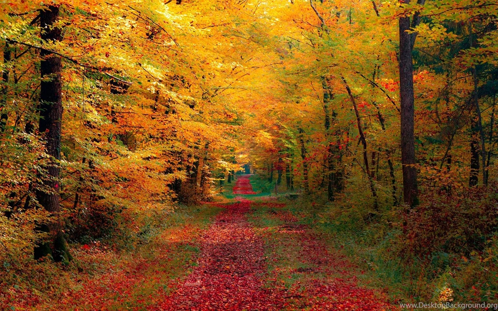 Fall Foliage Wallpapers For Desktop Wallpapers Cave