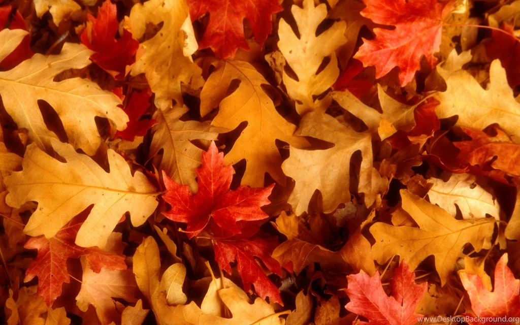 Fall Leaves Wallpapers Collection (32+)