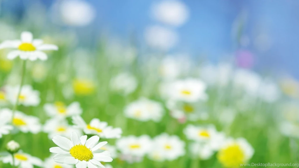 18+ Daisy Backgrounds, Wallpapers, Images