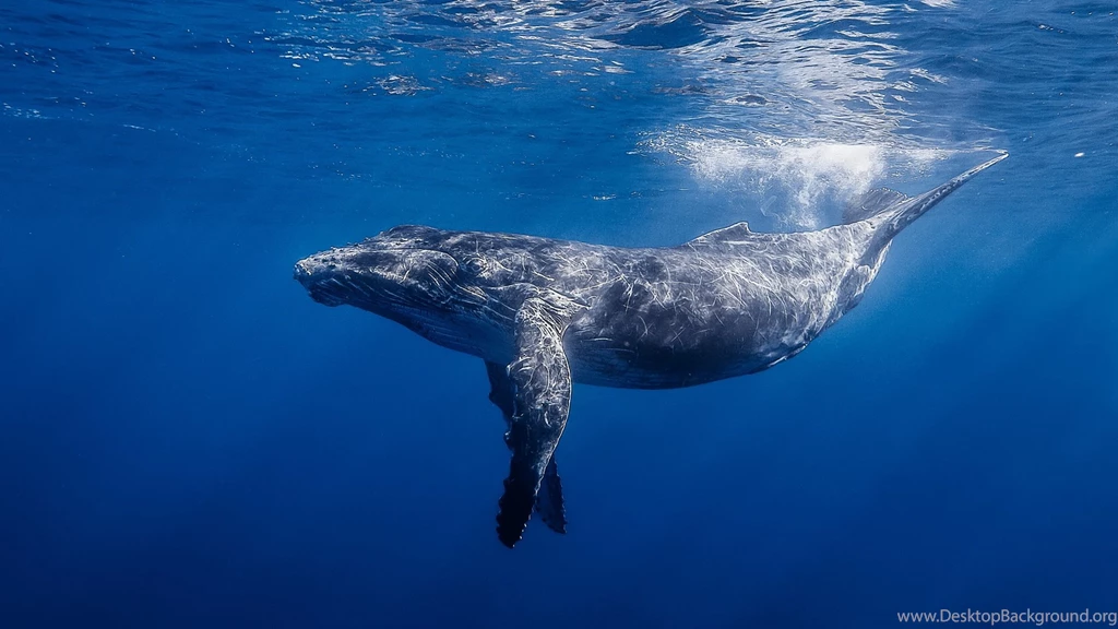 1920x1080 Humpback Whale Hd Wallpapers Desktop Background