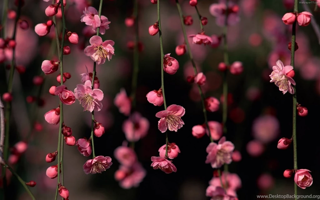 Floral Wallpapers For Desktop