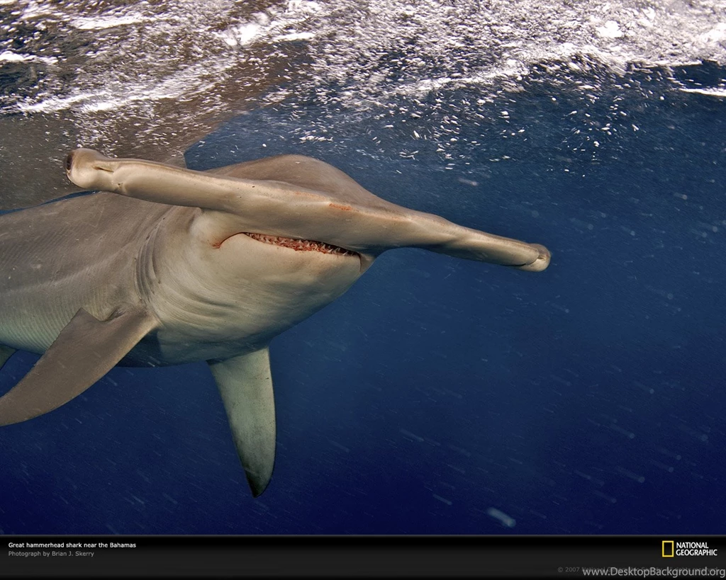 Bahamas, Hammerhead Shark, Photo Of The Day, Picture, Photography ...