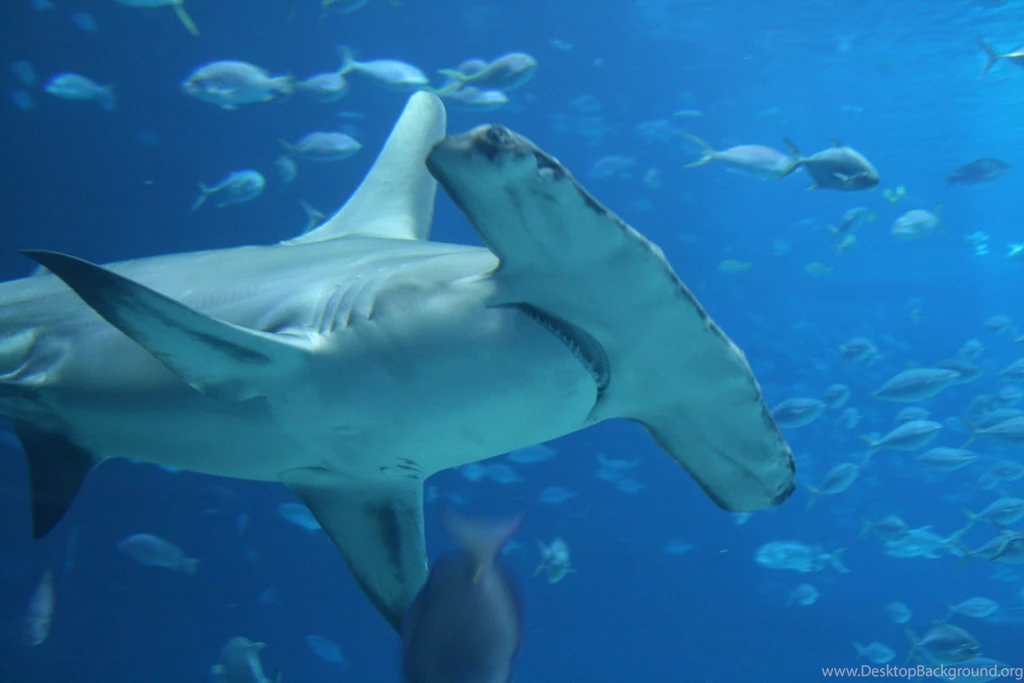 21422) Hammerhead Shark Beautiful Wallpapers WalOps.com