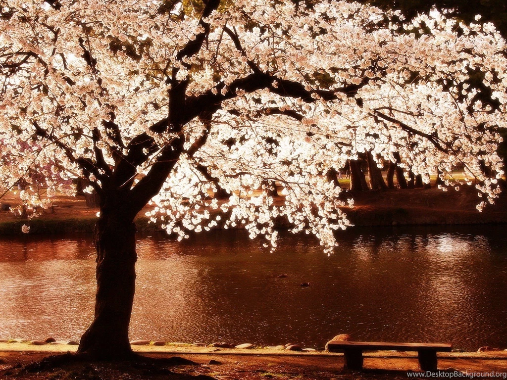 Cherry Blossoms Trees Night Flowers Blossoms Rivers Reflections ...