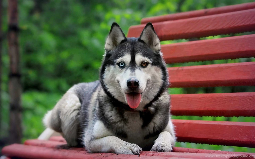 886974 Siberian Husky Wallpapers