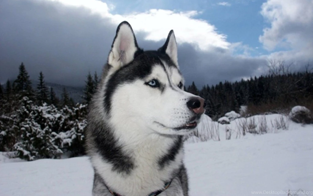 Husky 1920x1200 Wallpapers Husky 1920x1200 Wallpapers Amp Pictures ...