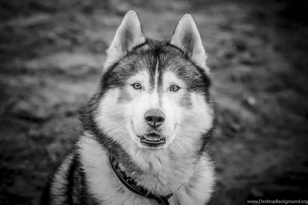 Siberian Husky Wallpapers Android Apps On Google Play