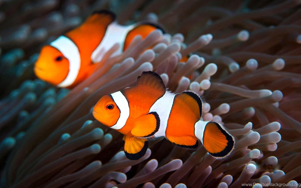 Clown Fish Wallpapers Wallpapers Cave