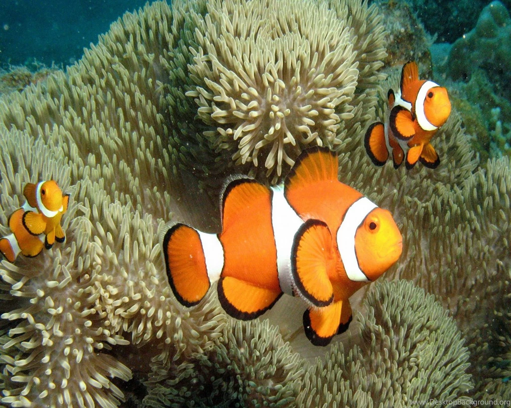 Clown Fish Wallpapers Animal Wallpapers