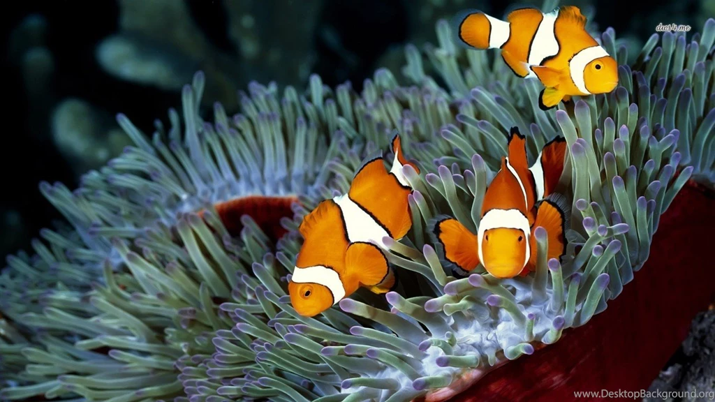 Clown Fish Wallpapers