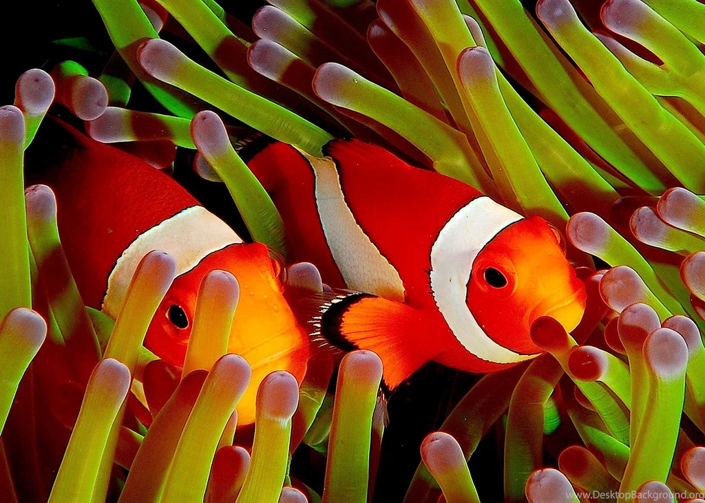 Clown Fish Wallpapers