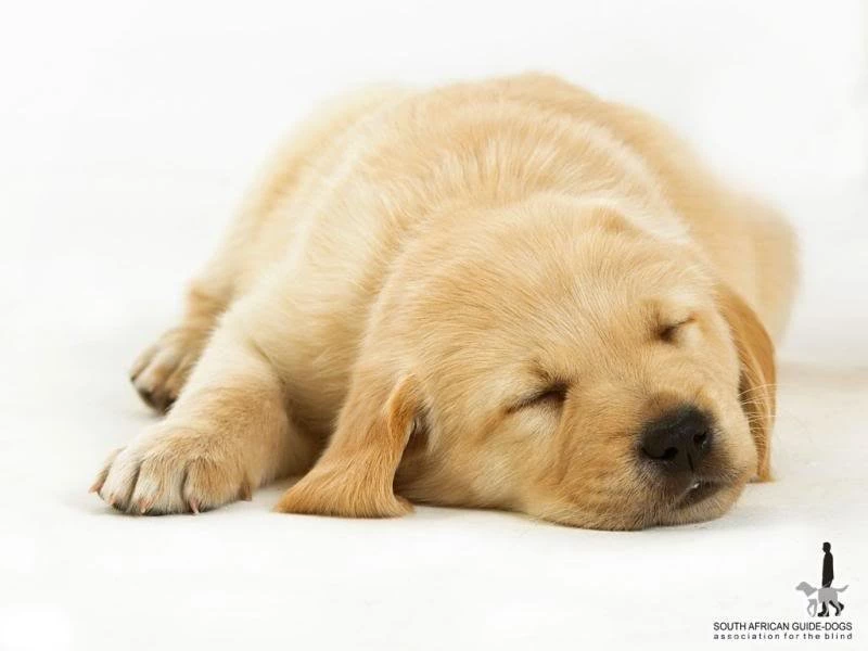 Doggy Wallpaper Backgrounds Theme Desktop PetPictures