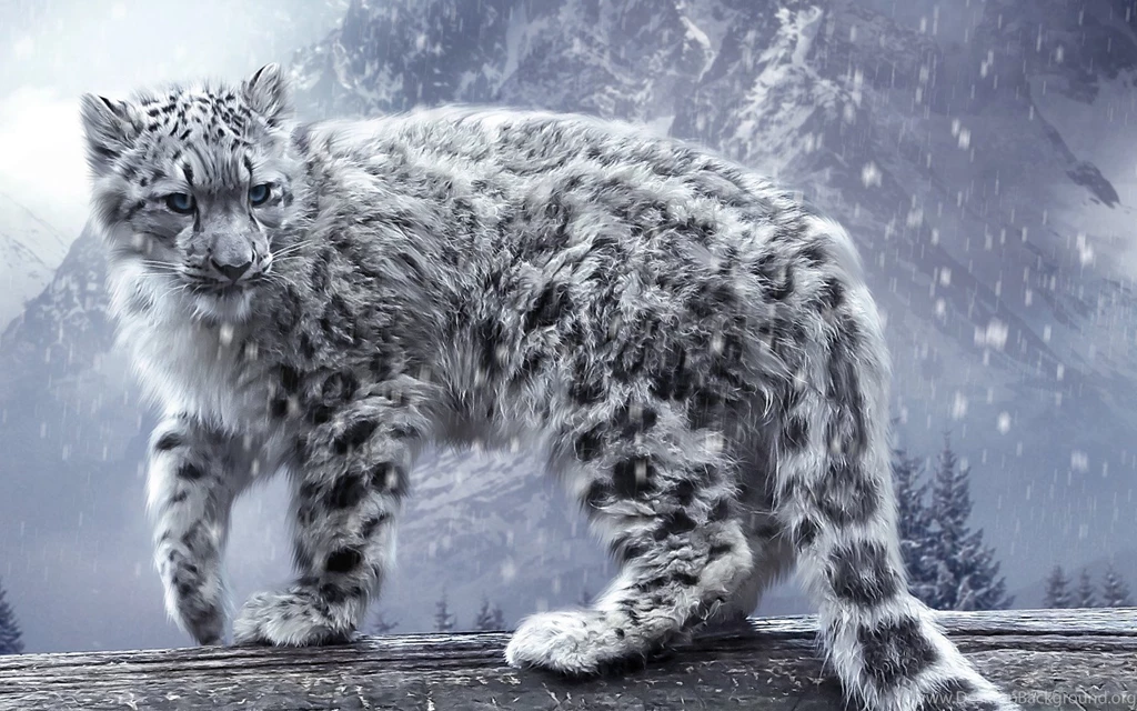 Snow Leopard HD Wallpapers (7)