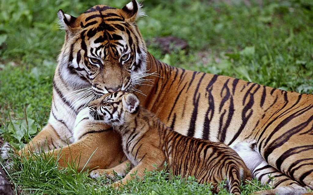 Download Wallpapers 3840x2400 Tiger, Cub, Down, Family, Care, Baby ...