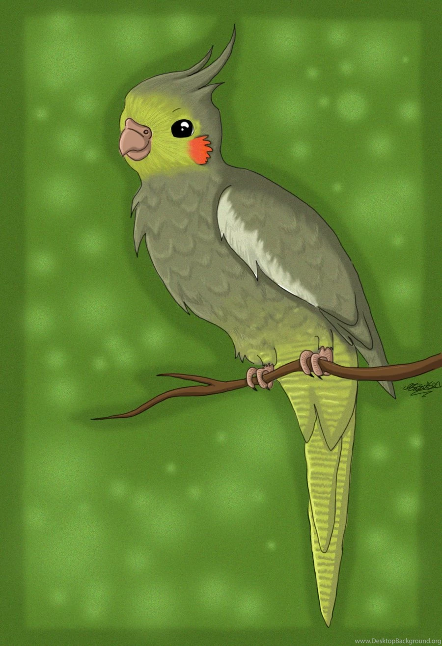 Gif Cockatiel By Pepperfrukt On DeviantArt