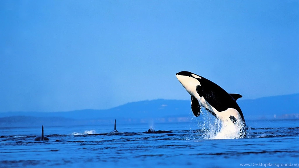 Download Wallpapers 3840x2160 Dolphin, Wave, Sea, Jump, Sky 4K ...