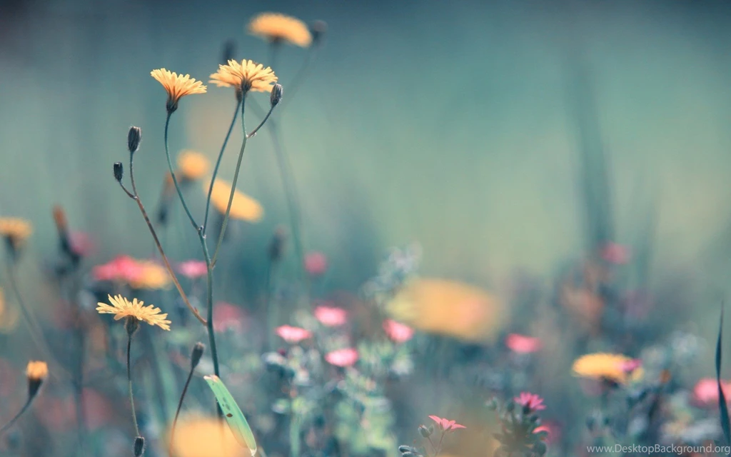 HD Dandelion Wallpapers And Photos