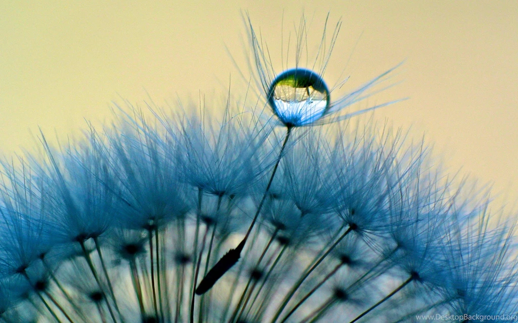 Dandelion Wallpapers