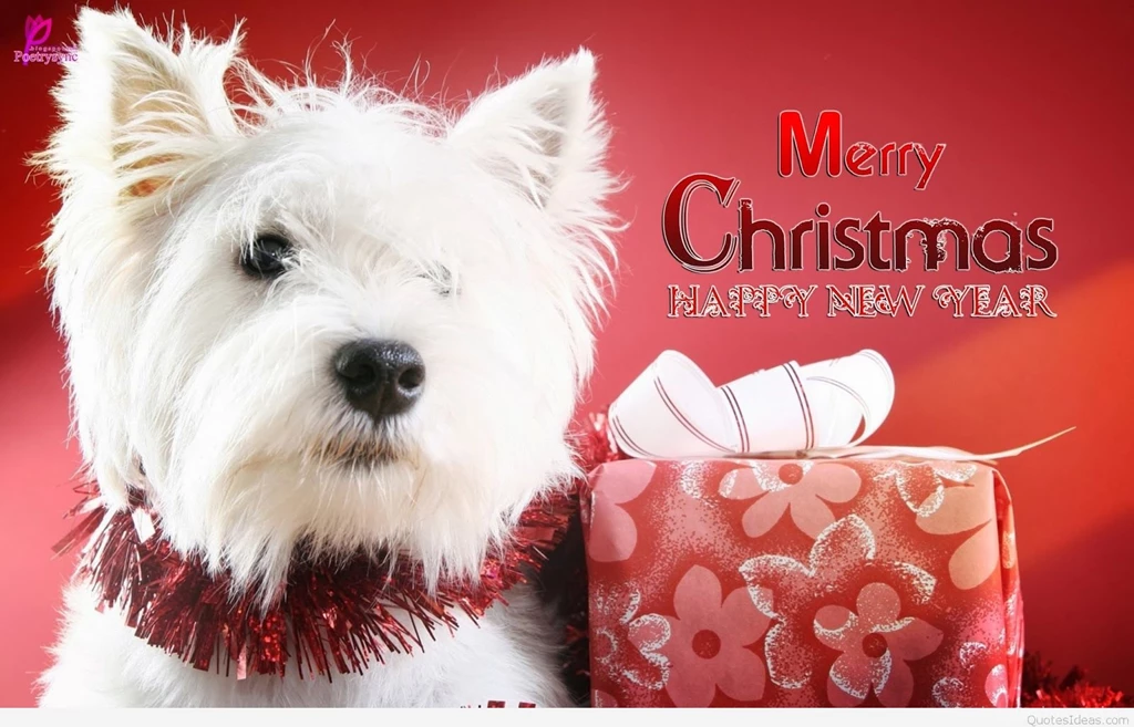 Best Mobile Christmas Wallpapers And Quotes Images