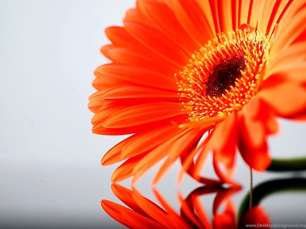 Orange Gerbera Daisy Flowers Wallpapers WPer Wallpapers