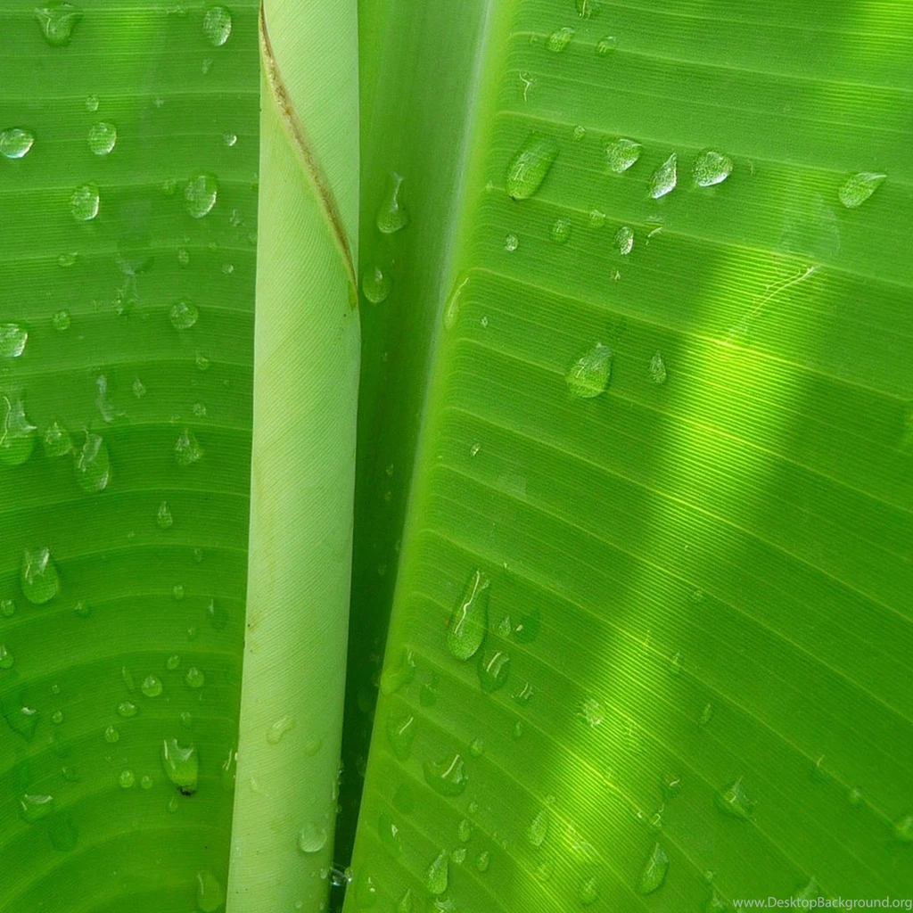 Green Banana Leaves iPad Air 2 Wallpapers