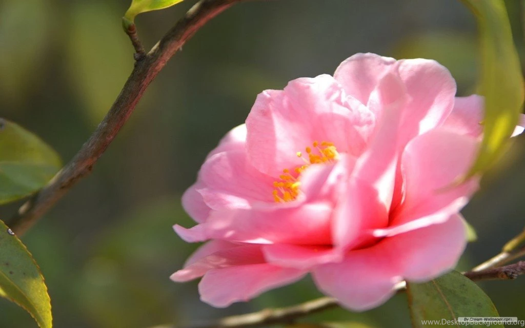 Japanese Flowers Inspiration Japanese Flowers Wallpapers LiLz
