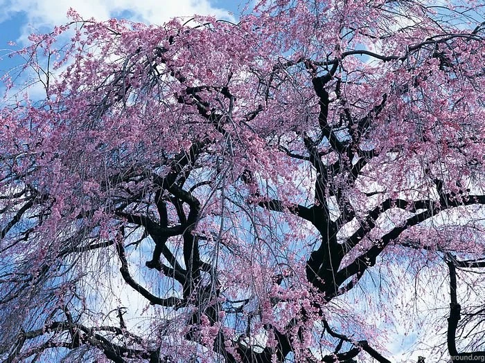 Japanese Sakura Flowers, Cherry Blossom Wallpapers 38 Wallcoo.net