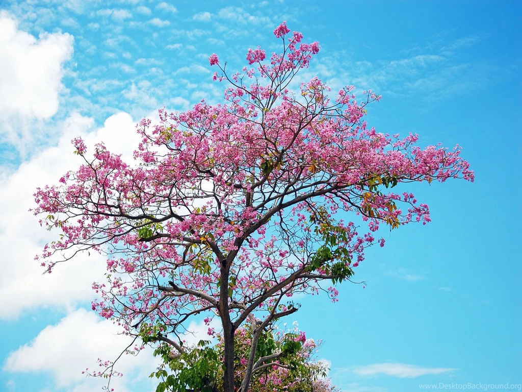 New blog pics: Wallpapers Sakura Flower
