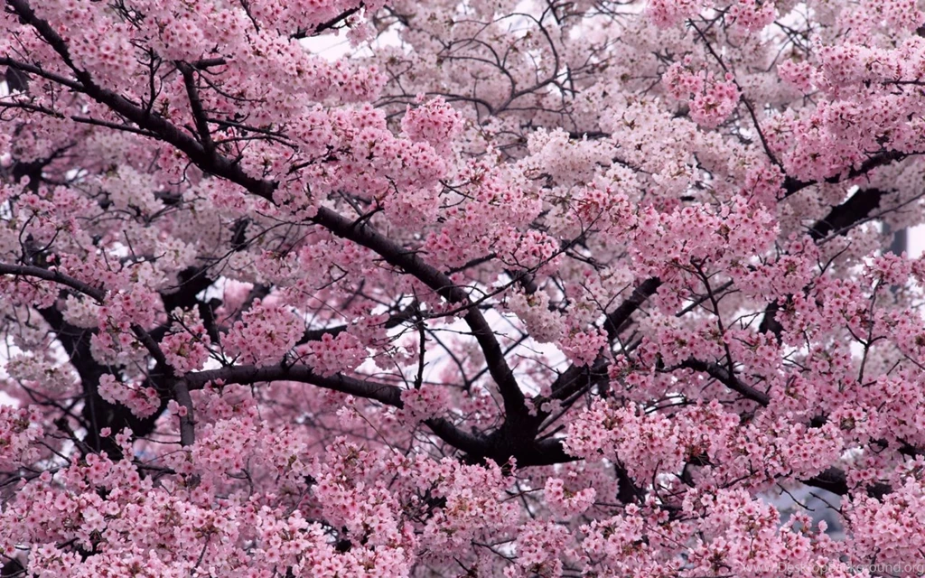 5 Sakura Tree HD Wallpapers