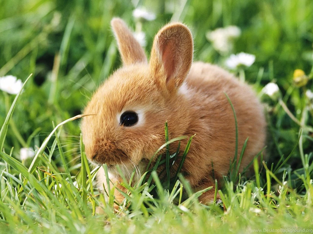 Bunny Wallpapers Bunny Rabbits Wallpapers (128639) Fanpop