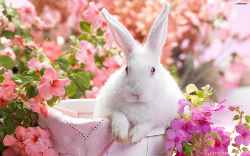 The Top 10 Rabbit Wallpapers In The World Bunny Box